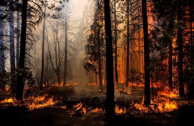 Проблема лесных пожаров на особом контроле главы государства