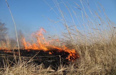 Аграриев, допустивших пал травы, лишат господдержки