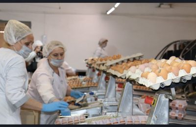 Производство мяса птицы и яиц ускоренными темпами растет в Новосибирской области