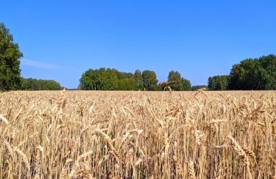 Зернопроизводители Новосибирской области получат 138 миллионов рублей господдержки