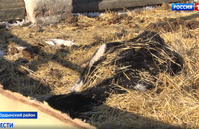 В Ордынском районе введен режим повышенной готовности из-за угрозы распространения болезней животных