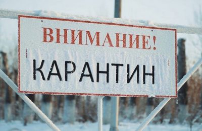 Карантин по бешенству введён в селе Кабинетное