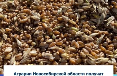 Аграрии Новосибирской области получат дополнительные средства на производство и реализацию зерновых культур