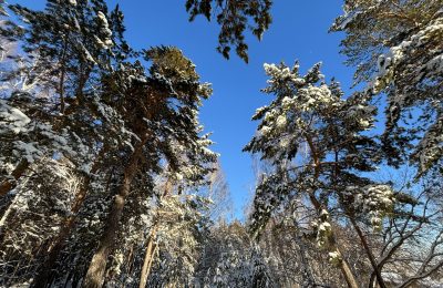 «Фотоловушки» в лесу