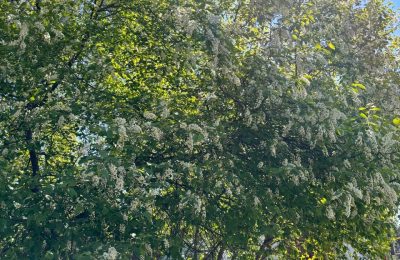Синоптики обещают потепление до 23 °С к выходным