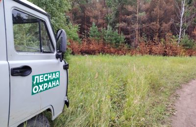 Незаконные рубки в области сократились в несколько раз благодаря дистанционному мониторингу