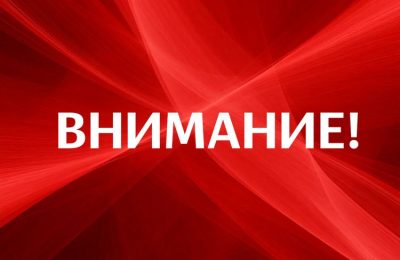 На Ордынском кладбище обнаружили гнездо шершней