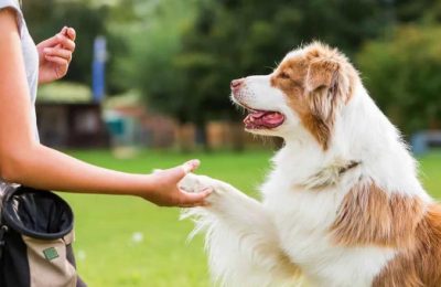 Реализацию закона об обращении с животными без хозяев в Новосибирской области поставят под строгий общественный контроль