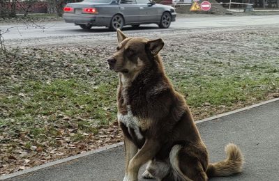 3 600 000 рублей потрачено в этом году на безнадзорных собак в Ордынском районе