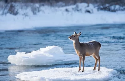 Косуля спасена!