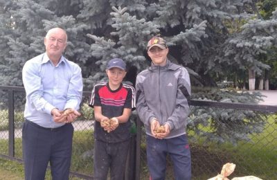 В Ордынском районе собрали семена голубой ели