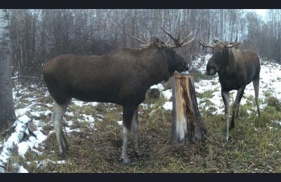 Животные в естественной среде