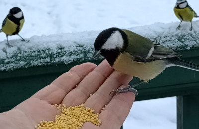 Не навреди: как кормить птиц зимой – советы от специалистов ЦОК АПК