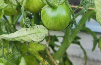 Комнатное огородничество: секреты культивирования помидоров на окне