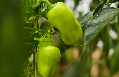 Домашнее выращивание болгарского и жгучего перца: рекомендации специалистов ЦОК АПК