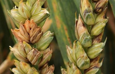 Фузариоз пшеницы: признаки, причины, методы борьбы и профилактика