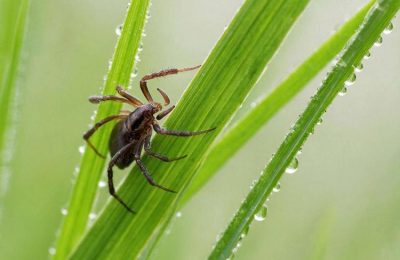 Сезон клещей. Как обезопасить себя и близких на даче и природе, рассказали специалисты ЦОК АПК