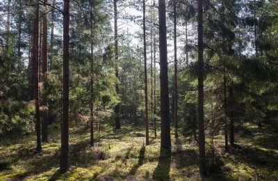 Школьное лесничество «Трилистник»