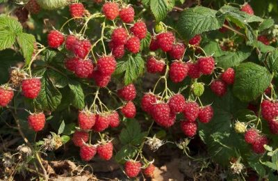 Специалисты Россельхознадзора дают советы по весеннему уходу за кустами малины