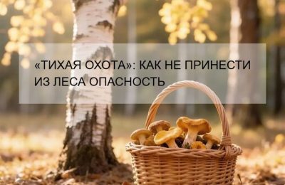 В лесах Новосибирской области начался активный грибной сезон